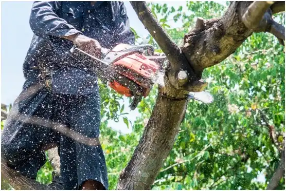 tree services Greenbrier